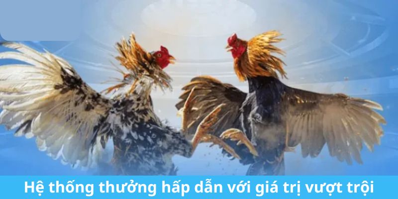 Hệ thống thưởng hấp dẫn với giá trị vượt trội tại đá gà 88clb