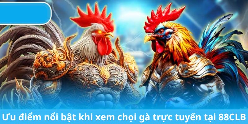 Ưu điểm nổi bật khi xem chọi gà trực tuyến tại 88CLB